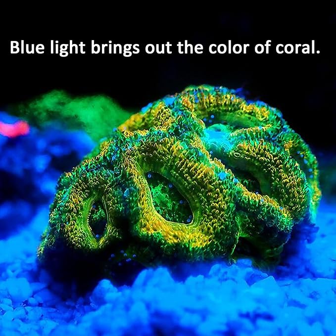 Blue Light Flashlight Single Mode Zoomable Blue LED Flashlight for Night Fishing Hunting, 2 Pack