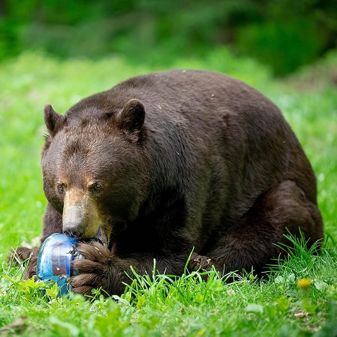 Bear Canister for Backpacking. 4 Sizes: BV500, BV475, BV450, BV425. Bear Resistant Food Container for Camping, Hiking, Fishing, Canoeing, Hunting, bikepacking. Bear Vault is Bear Safe!