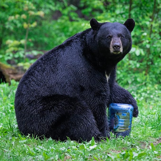 Bear Canister for Backpacking. 4 Sizes: BV500, BV475, BV450, BV425. Bear Resistant Food Container for Camping, Hiking, Fishing, Canoeing, Hunting, bikepacking. Bear Vault is Bear Safe!