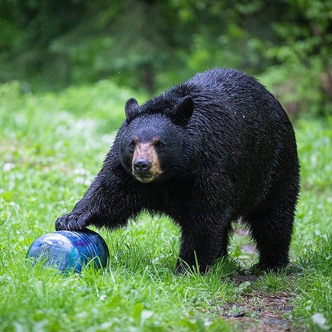 Bear Canister for Backpacking. 4 Sizes: BV500, BV475, BV450, BV425. Bear Resistant Food Container for Camping, Hiking, Fishing, Canoeing, Hunting, bikepacking. Bear Vault is Bear Safe!